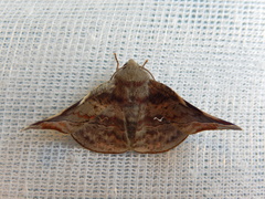 Oenochroma turneri