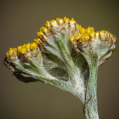 Helichrysum subglomeratum