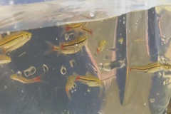 Rasbora borapetensis