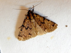 Mormoscopa phricozona