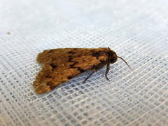 Mormoscopa phricozona