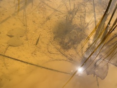 Rasbora borapetensis