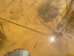 Rasbora borapetensis