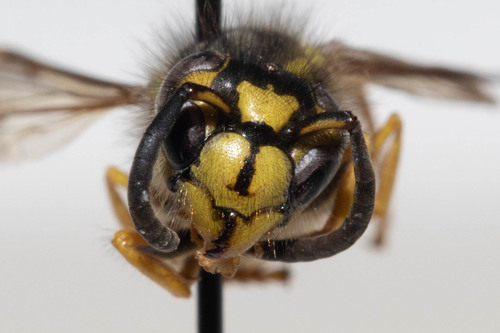 Western Yellowjacket