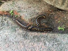 Asiomorpha coarctata