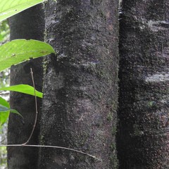 Symplocos macrocarpa kanarana