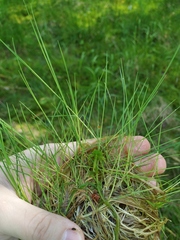 Agrostis canina