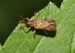 Sumitrosis rosea