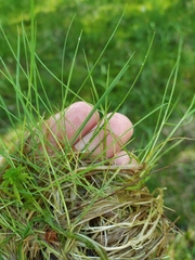 Agrostis canina