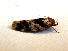 Barea confusella