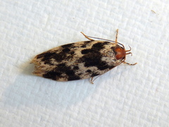 Barea confusella