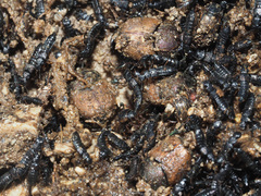 Onthophagus coenobita