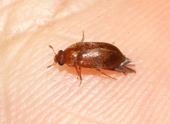 Byturus unicolor