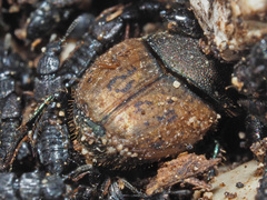 Onthophagus coenobita