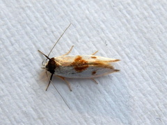 Antipterna trilicella