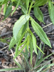 Fadogia homblei