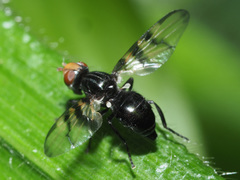 Otites rivularis