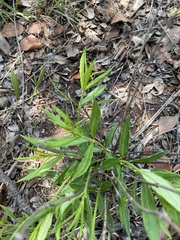 Fadogia homblei