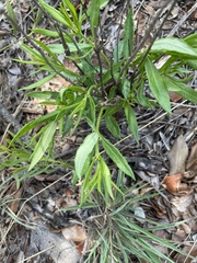 Fadogia homblei