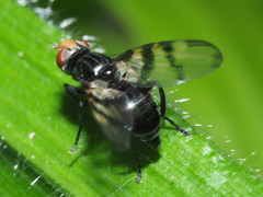 Otites rivularis