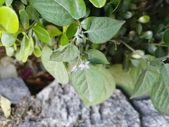 Solanum