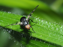 Otites rivularis