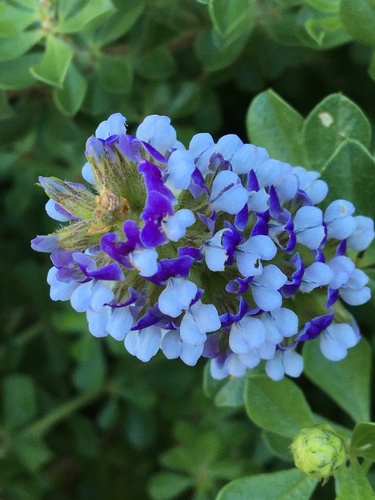 Psoralea bracteolata, photograph 6