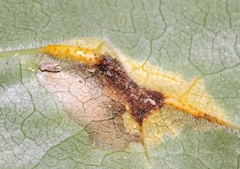 Puccinia sparganioidis