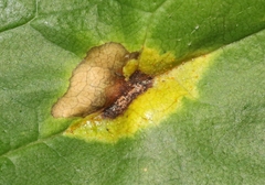 Puccinia sparganioidis
