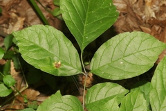 Puccinia sparganioidis