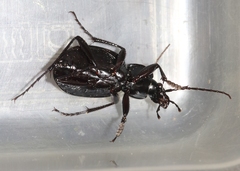 Carabus goryi