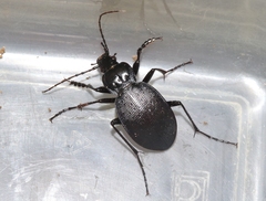 Carabus goryi