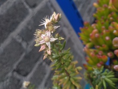 Sedum griseum