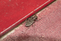 Neocicindela garnerae