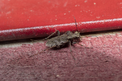 Neocicindela garnerae