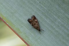 Glaucocharis helioctypa