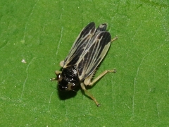 Evacanthus nigramericanus