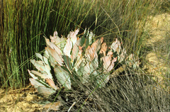 Protea convexa
