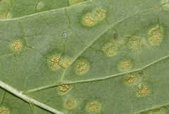 Puccinia convolvuli