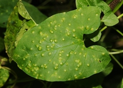 Puccinia convolvuli