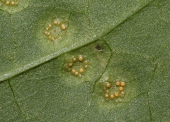 Puccinia convolvuli