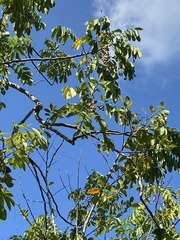 Aphanamixis polystachya