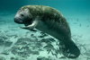 West Indian Manatee - Photo (c) U.S. Fish and Wildlife Service Headquarters, some rights reserved (CC BY)