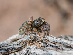 Yllenus uiguricus