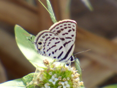 Tarucus theophrastus