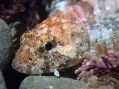 Hemilepidotus spinosus