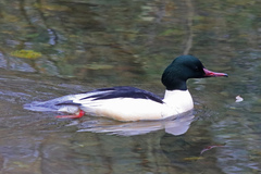 Mergus merganser