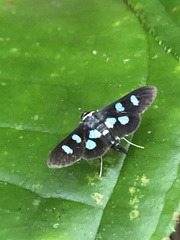 Desmia octomaculalis
