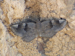 Sarangesa loelius