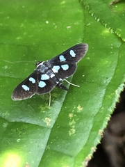 Desmia octomaculalis